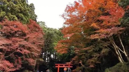 九州红叶季 5日 父母邦